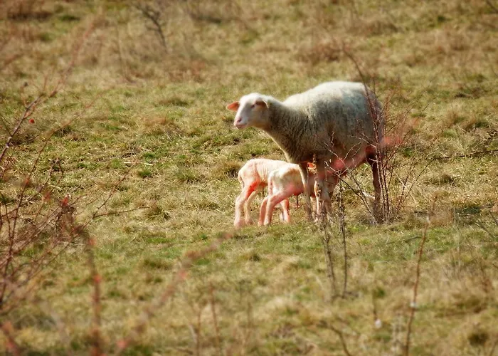 Gasthuis Liszkay Borkuria